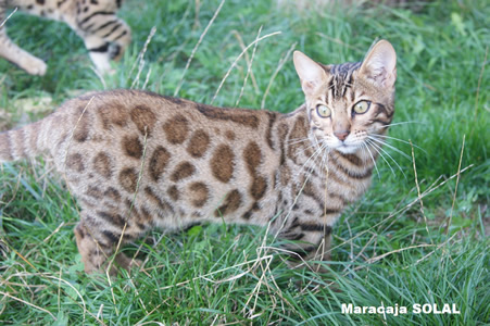 bengal brown rosetted